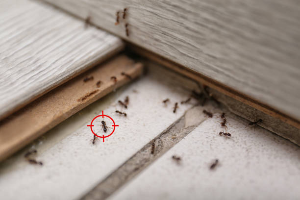 Best Pest Control Near Me  in Ruidoso, NM