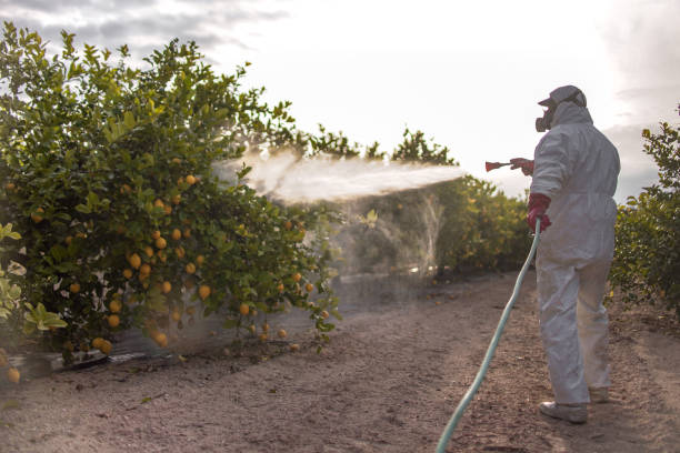 Best Emergency Pest Control  in Ruidoso, NM