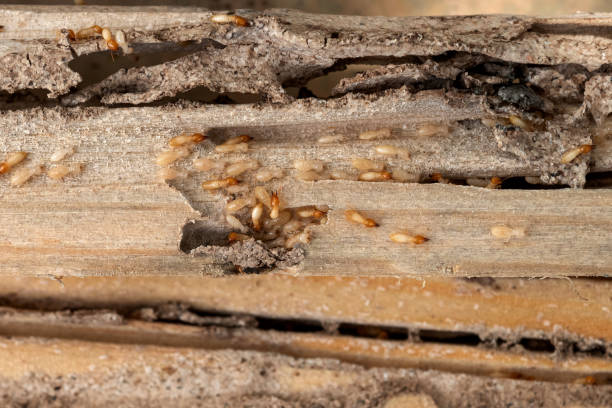Pest Prevention Services in Ruidoso, NM